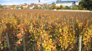 Romanée-Saint-Vivant vineyard in autumn