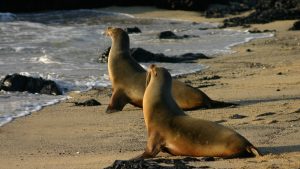 Galapagos sea lions resting on dark volcanic rock on Isabela Island
