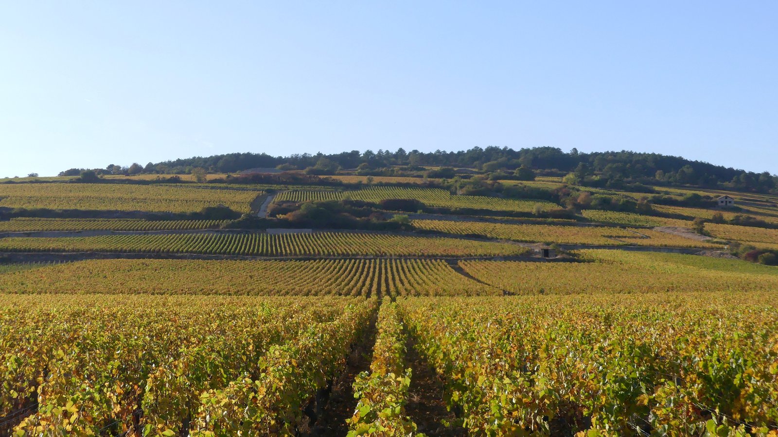 Cote de Beaune vineyards near Beaune in autumn
